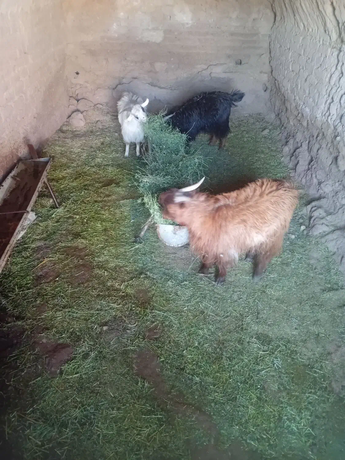 کره نر|حیوانات مزرعه|نگار, |دیوار