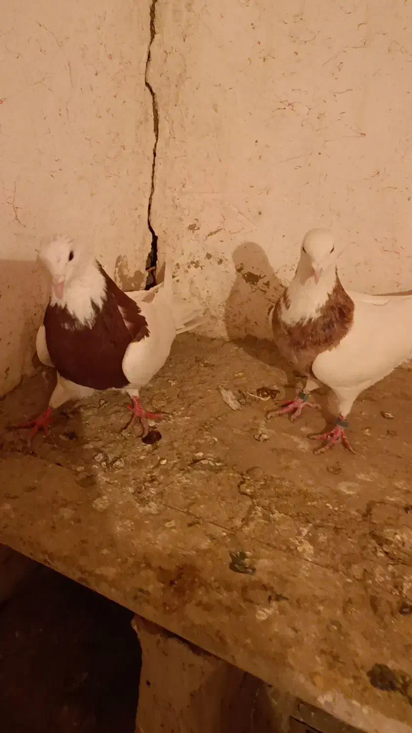 کبوتر طوقی|پرنده|لالجین, |دیوار