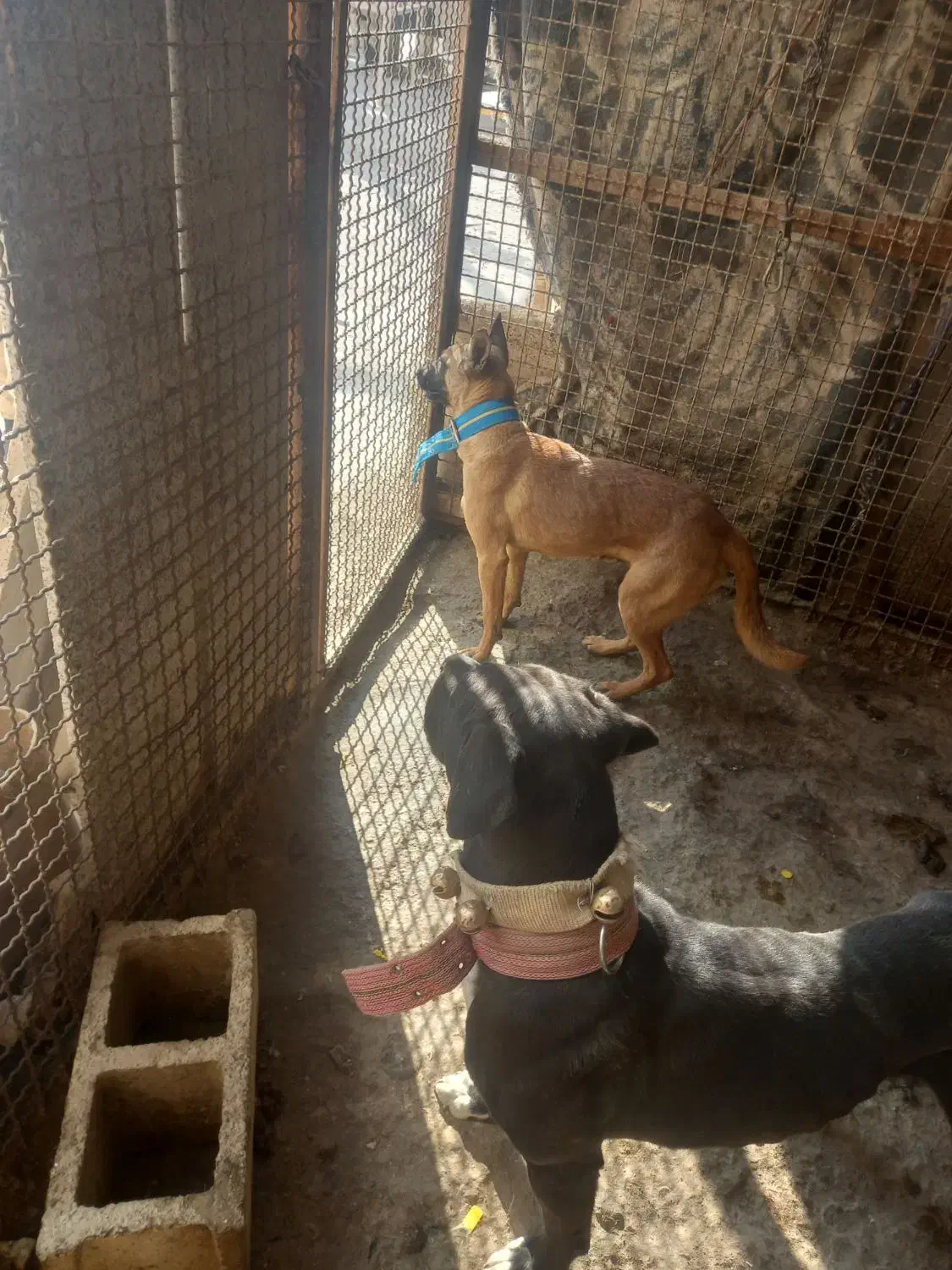 یک جفت نرولاس خارجی روزگاری به شرط|سگ|اصفهان, محمودآباد|دیوار