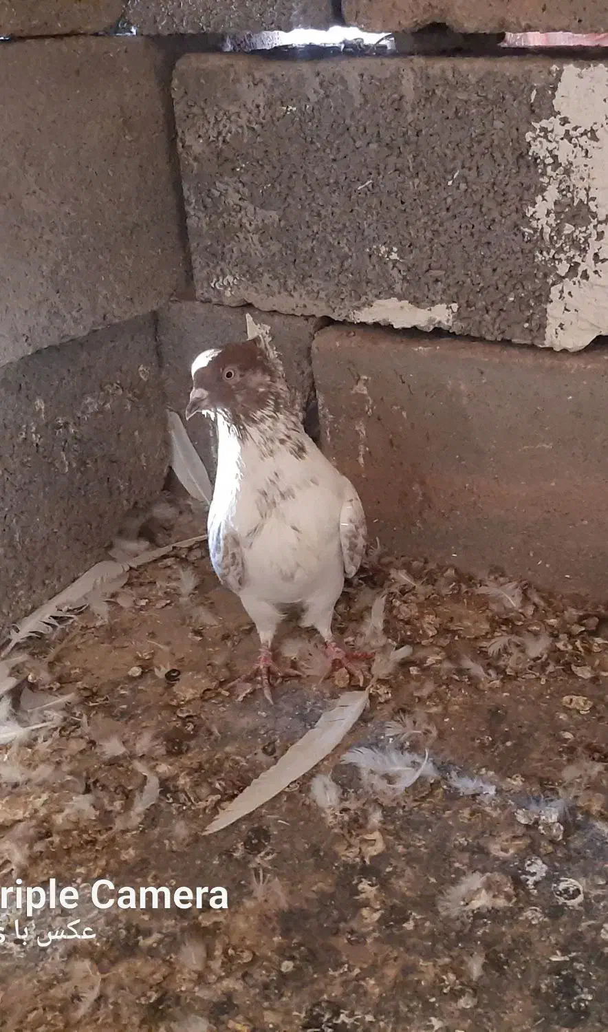 کبوتر|پرنده|زرندیه, |دیوار