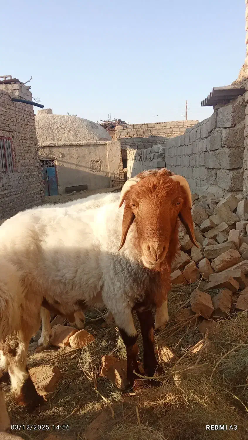 گوسفند|حیوانات مزرعه|زهک, |دیوار