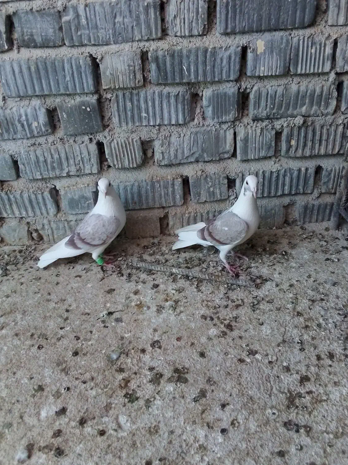 کفتر جفت نروماده دوکت|پرنده|شیراز, فرودگاه شهید دستغیب شیراز|دیوار