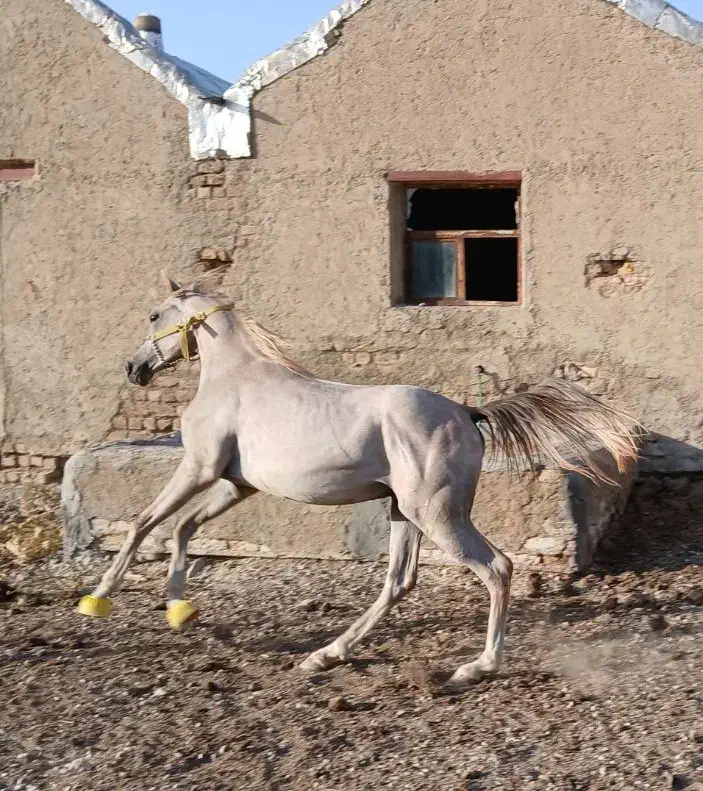 خریدوفروش اسب و پانسیون(چک معتبر)|اسب و تجهیزات اسبسواری|سردرود, |دیوار