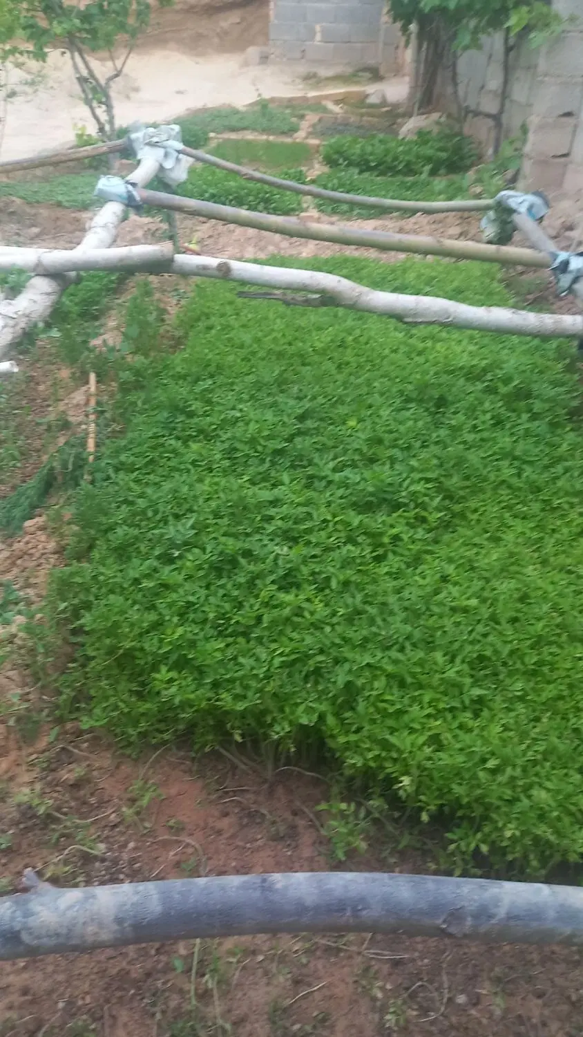 نهال گوجه|گل و گیاه طبیعی|گرمخان, |دیوار