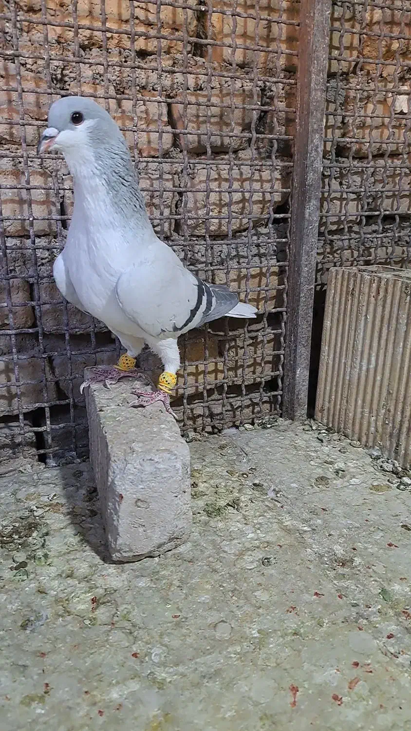 بدرنگ|پرنده|قزوین, |دیوار