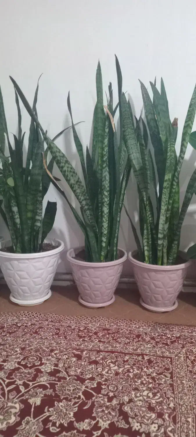 گل شمشیری|گل و گیاه طبیعی|شوط, |دیوار