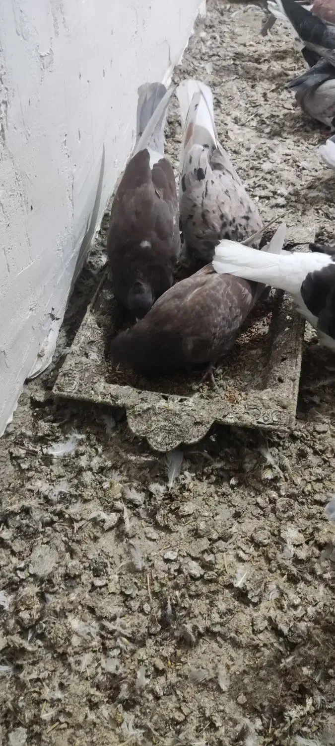 کبوتر سرخ و گرگی|پرنده|فاضل آباد, |دیوار