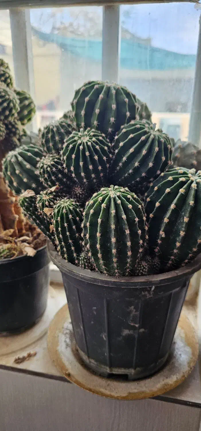 گل کاکتوس|گل و گیاه طبیعی|کاشمر, |دیوار