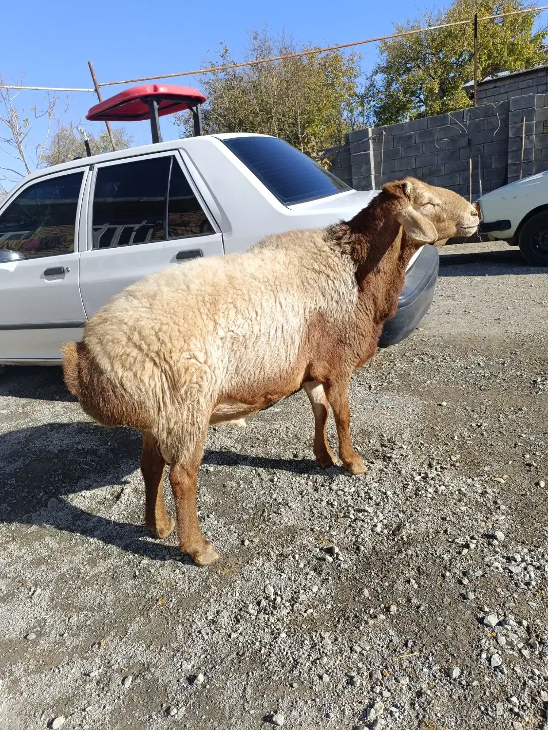 قوچ.گوسفند|حیوانات مزرعه|بیلوار, |دیوار