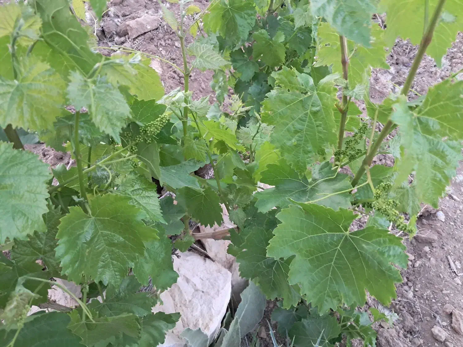 باغ|فروش زمین و ملک کلنگی|نورآباد ممسنی, |دیوار