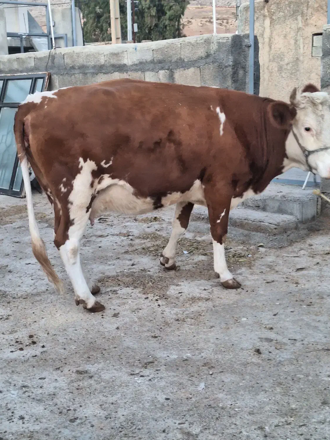 گاو آبستن|حیوانات مزرعه|کارزان, |دیوار