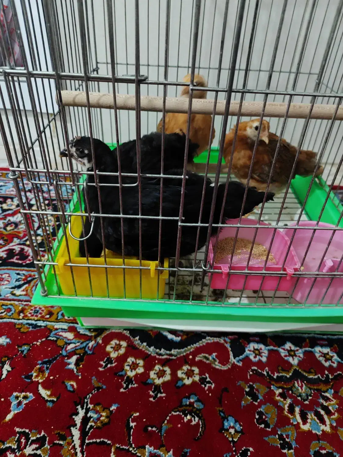 مرغ وخروس|حیوانات مزرعه|چغادک, |دیوار