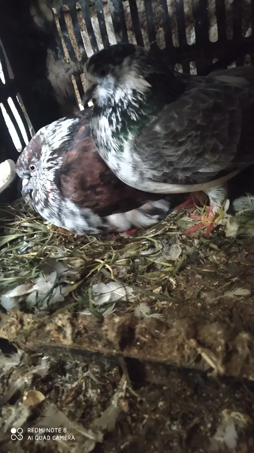 یه جفت کبوتر قاره|پرنده|تاتار علیا, |دیوار