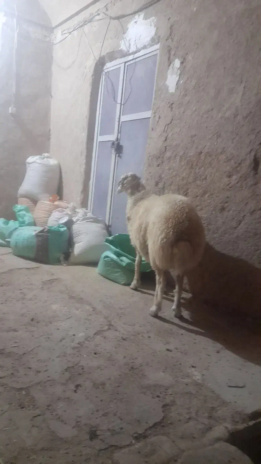 فروش بره نر|حیوانات مزرعه|مروست, |دیوار