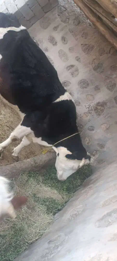 دوتا گاو با گوساله نه ماهه|حیوانات مزرعه|پلدشت, |دیوار