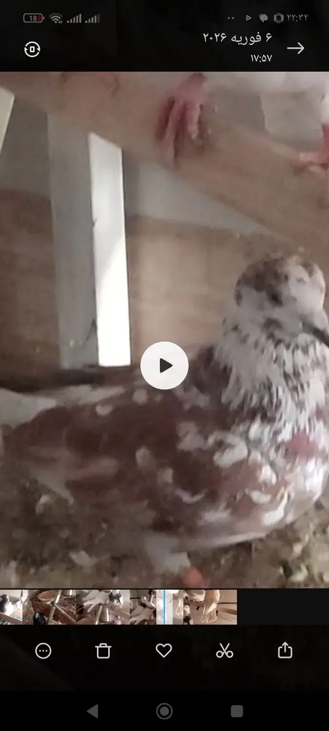 کبوتر کفتر گمشده|حیوانات|همدان, |دیوار