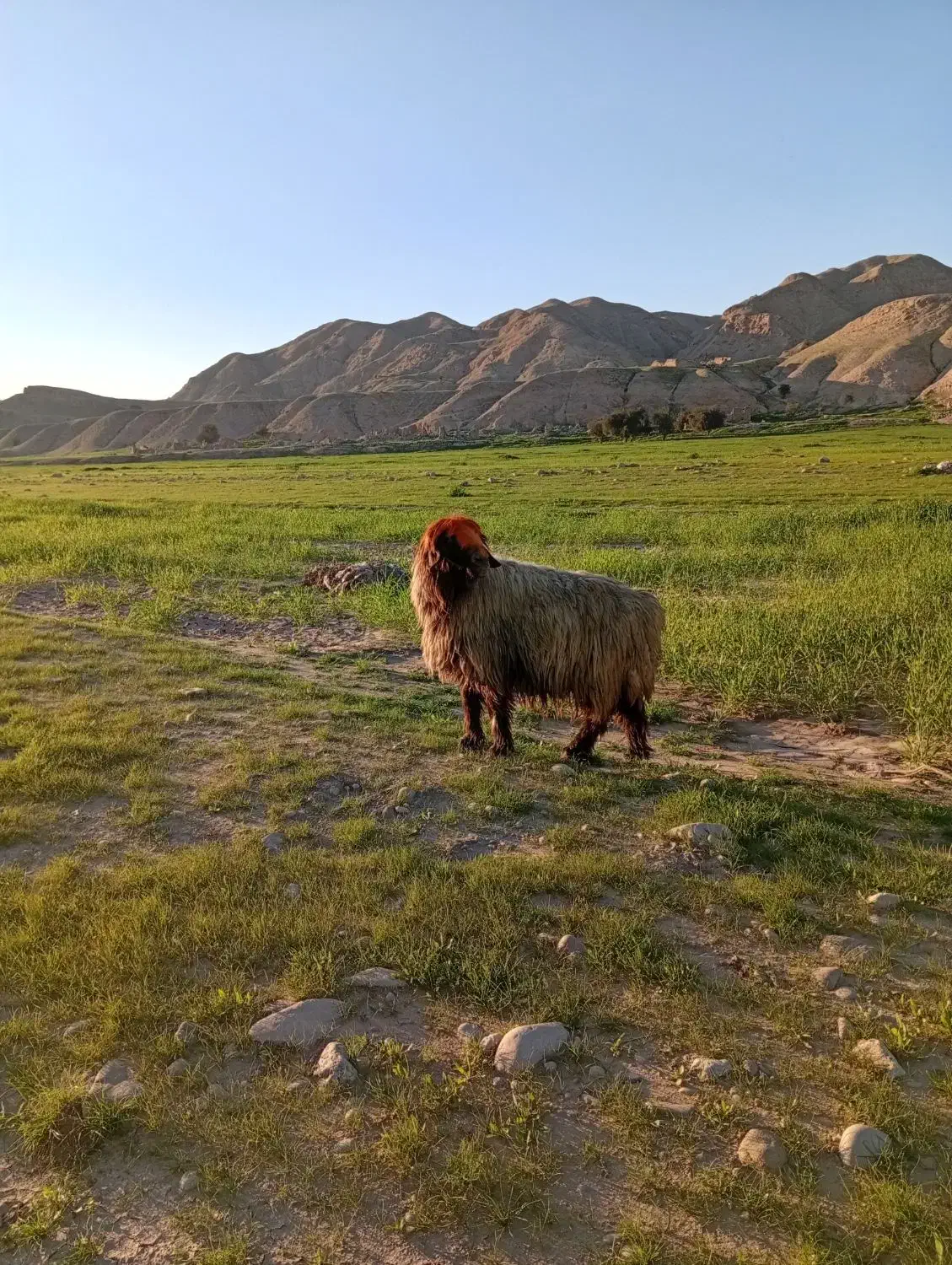 میش داشتی|حیوانات مزرعه|مسجد سلیمان, |دیوار