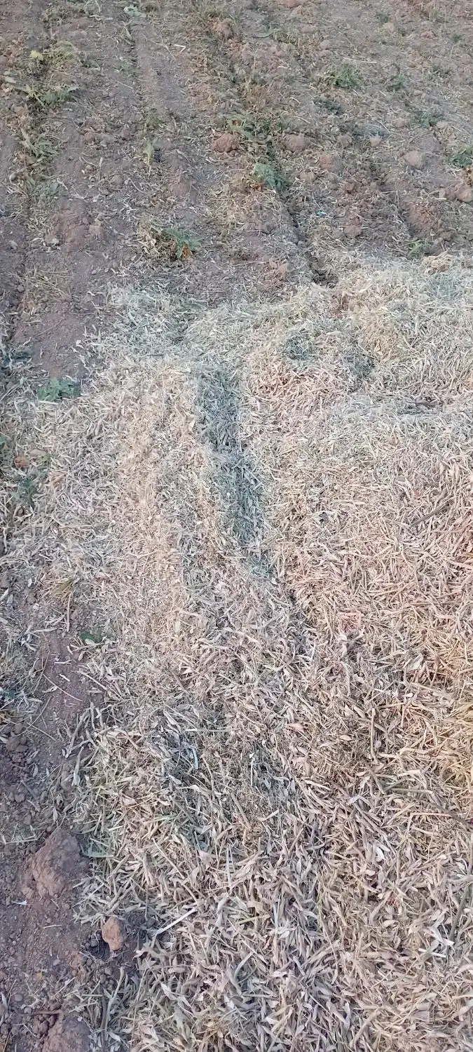 کاه لوبیا|لوازم جانبی حیوانات|قیدار, |دیوار