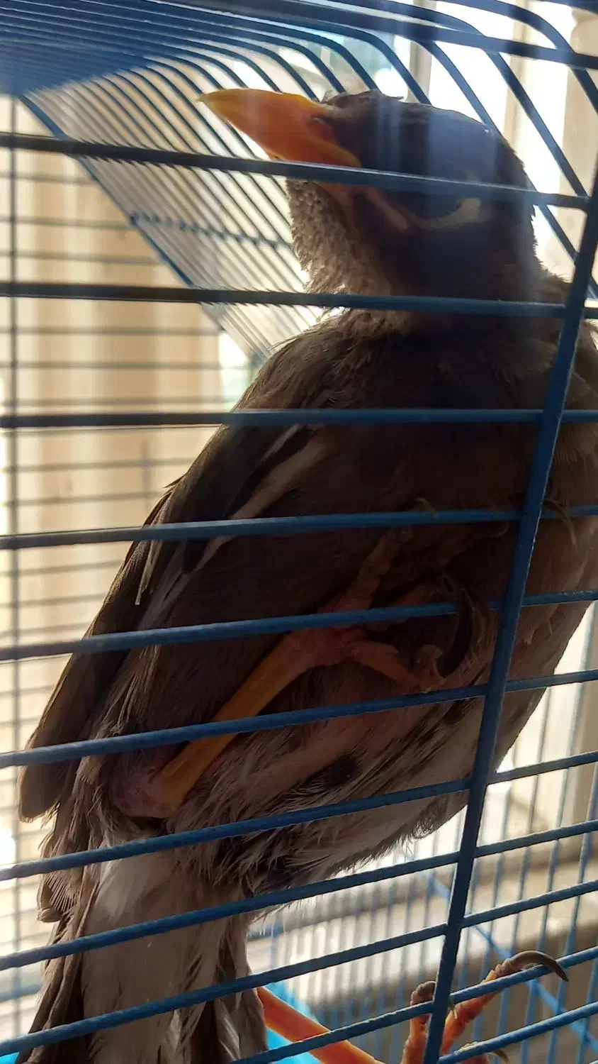 ۲ عدد مرغ مینا سخنگو|پرنده|کرج, گوهردشت|دیوار