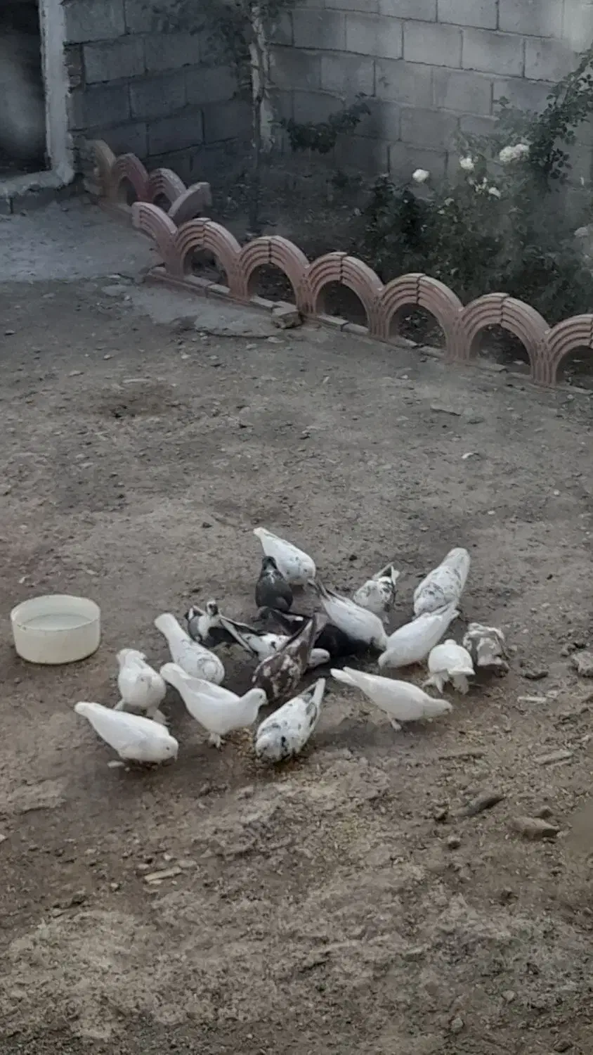 کفتر|پرنده|بستان آباد, |دیوار