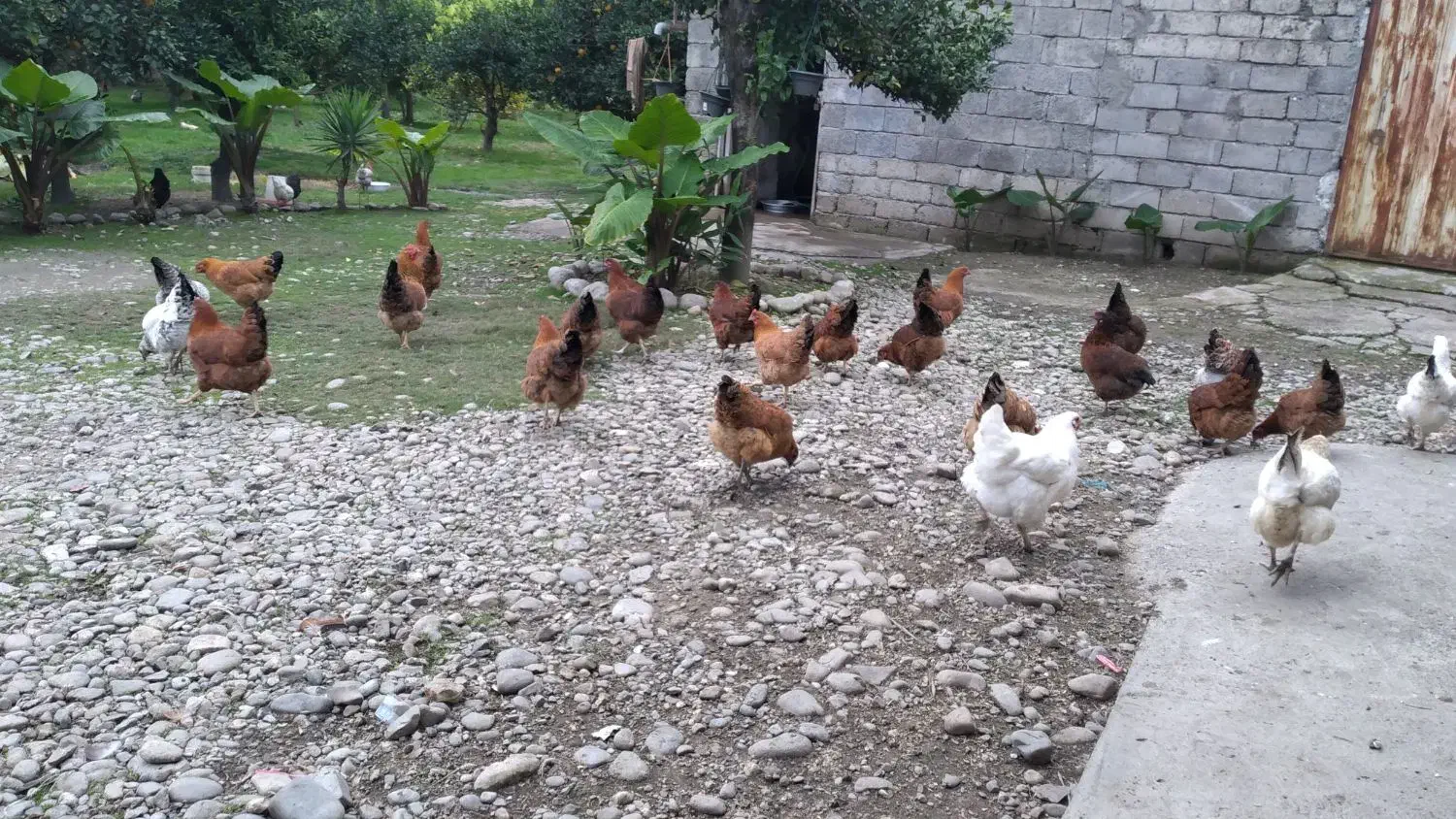 مرغ محلی گلپایگانی هشت ماهه تخم گذار|حیوانات مزرعه|دالخانی, |دیوار