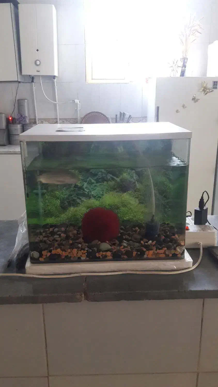 آکواریوم شیشه خم با وسایل بدون ماهی|ماهی|قائن, |دیوار