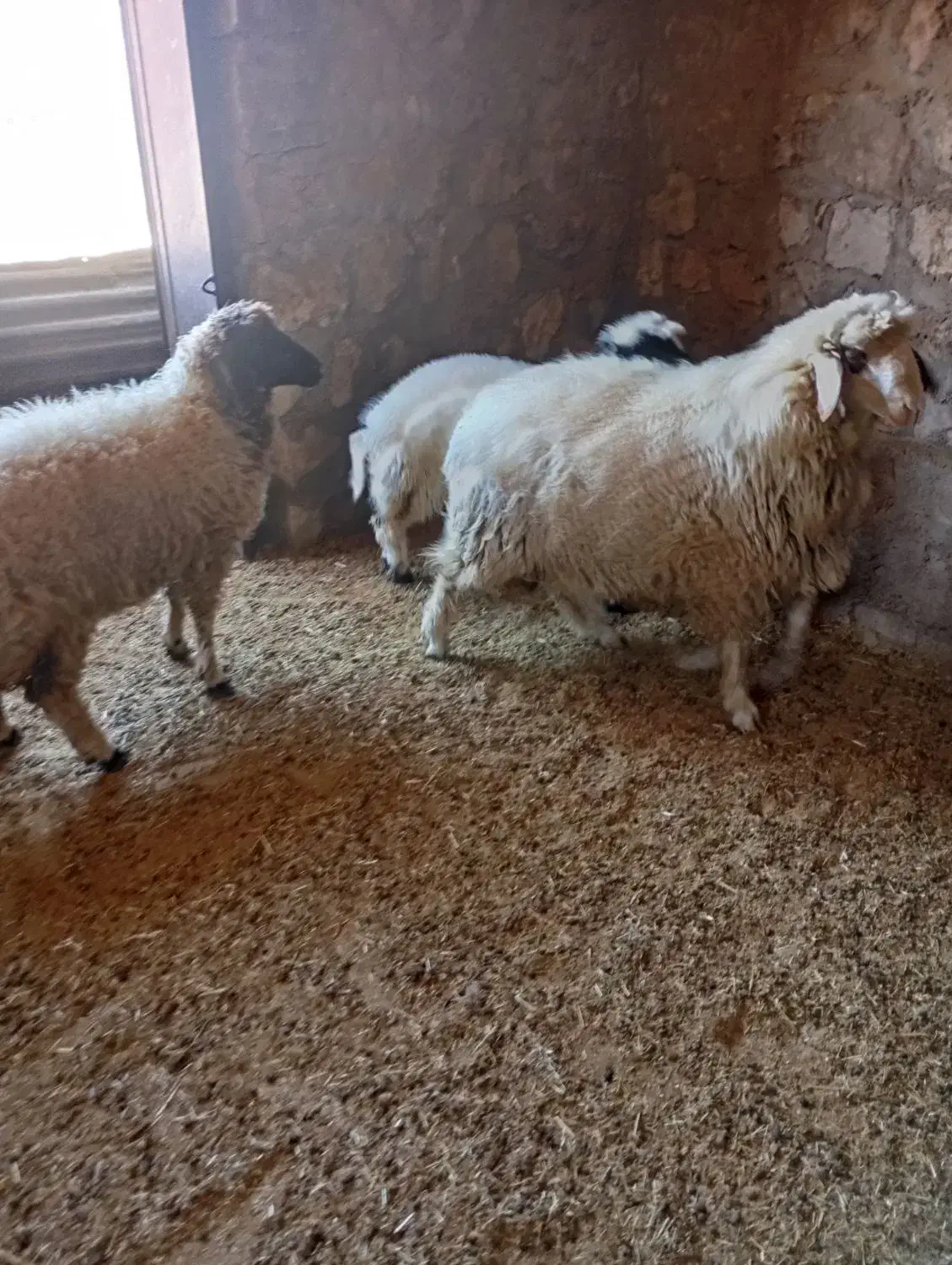 بره وشک وبز جوان|حیوانات مزرعه|کارزان, |دیوار