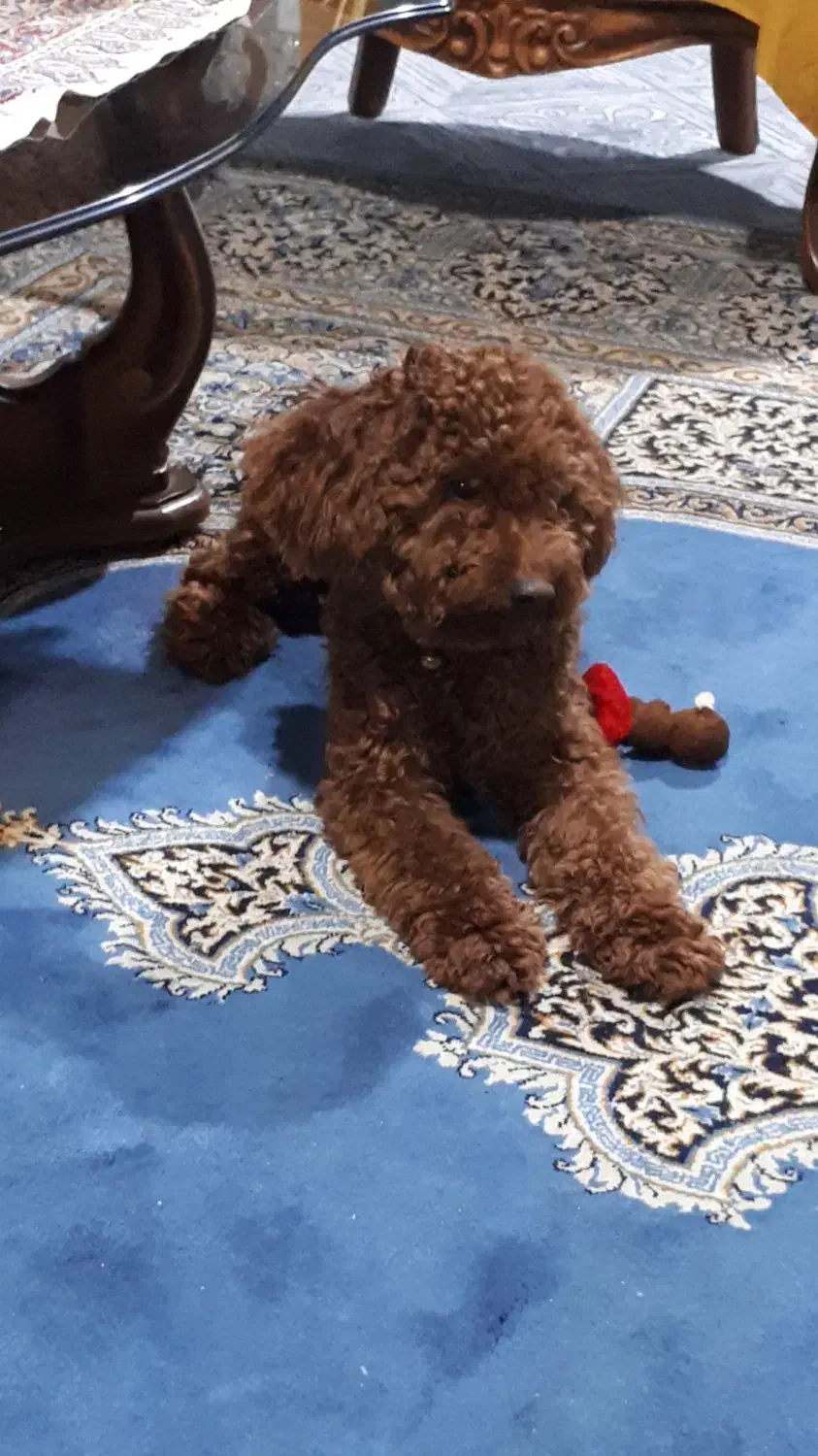 سگ پودل|سگ|چمستان, |دیوار