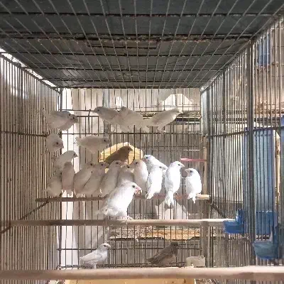 فنچ زبرا و بنگالی|پرنده|کرج, شهرک امام رضا (ع)|دیوار