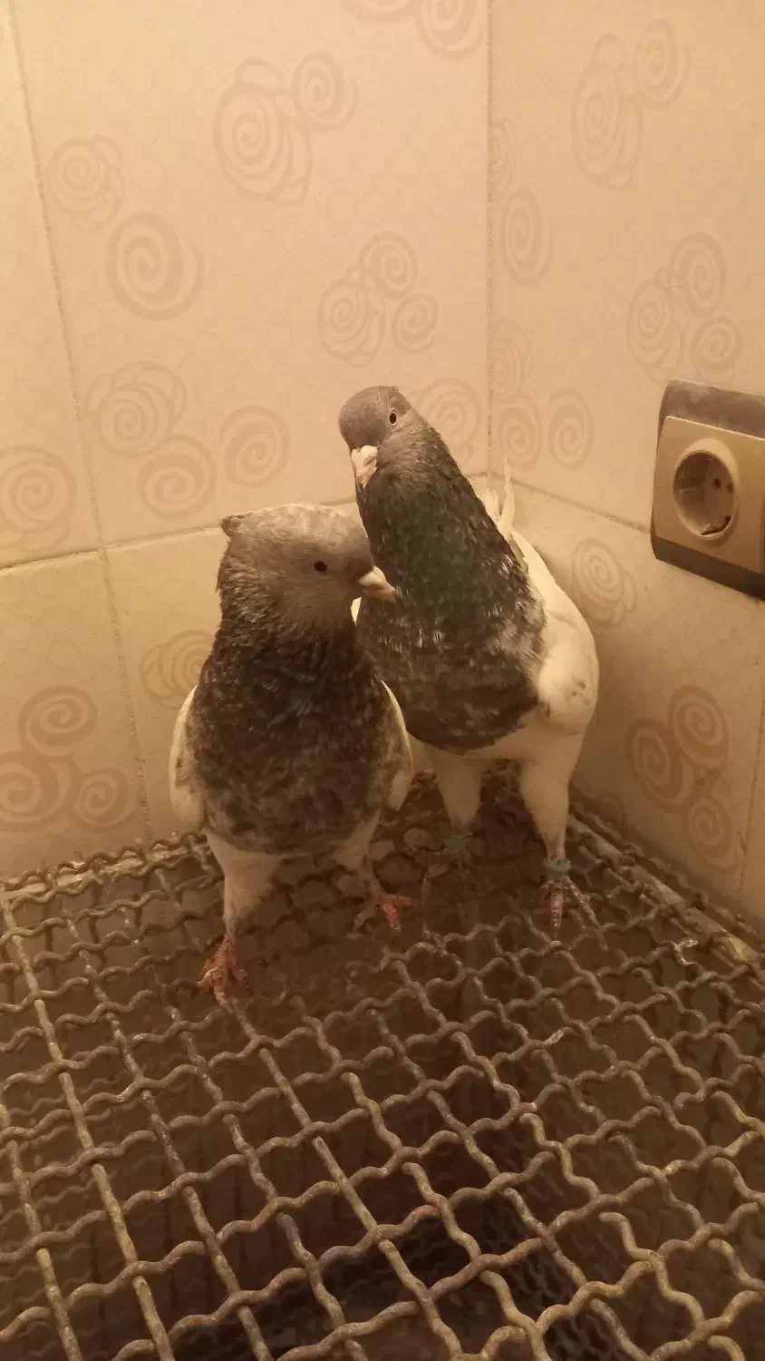 نر و ماده کله سبز به ضمانت|پرنده|تربت‌حیدریه, میدان مرکزی|دیوار