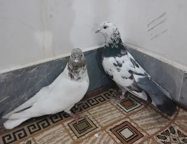 کبوتر|پرنده|اردبیل, |دیوار