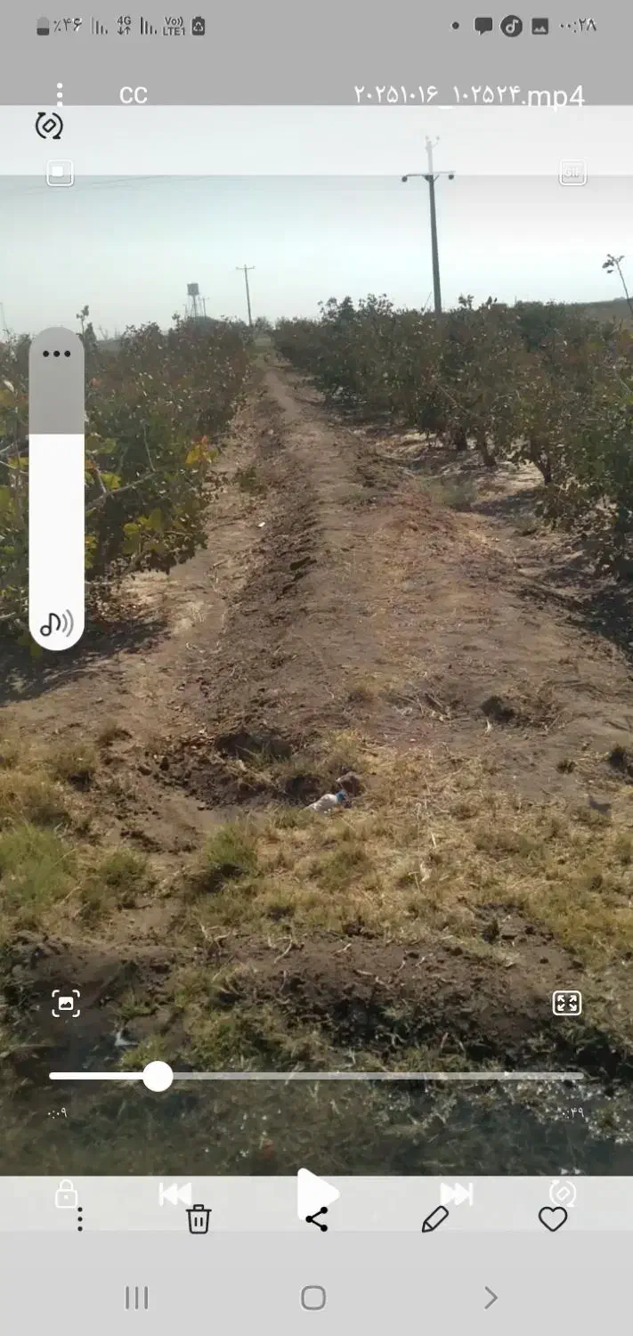 درخت پسته|فروش خانه و ویلا|طاغنکوه, |دیوار