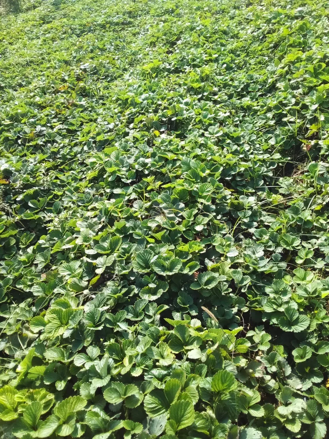 توت فرنگی سابرینا درجه یک|خدمات باغبانی و درختکاری|خان ببین, |دیوار