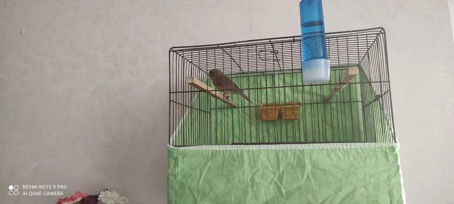 ماده قناری آماده کوزه ای|پرنده|اهواز, گلستان|دیوار