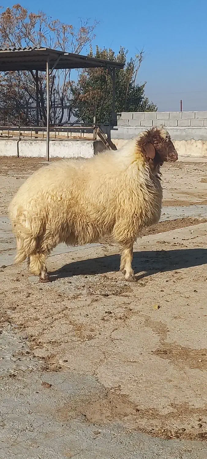 بره قوچ هترو از میش و گوسفند اصلاح شده|حیوانات مزرعه|ایوان, |دیوار