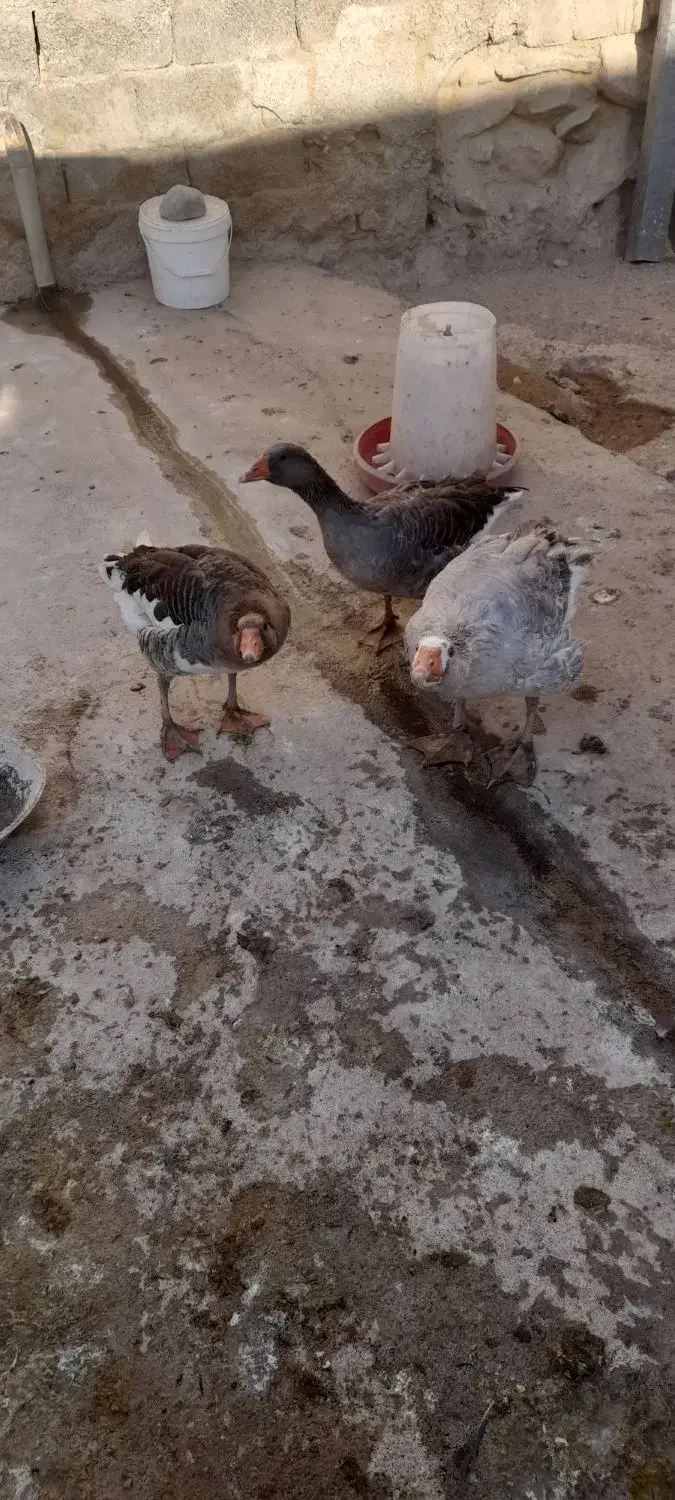 غاز|حیوانات مزرعه|کلیائی, |دیوار