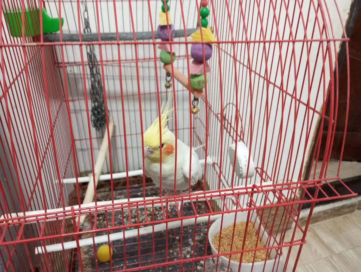 عروس هلندی نر سخن گو|پرنده|کدکن, |دیوار