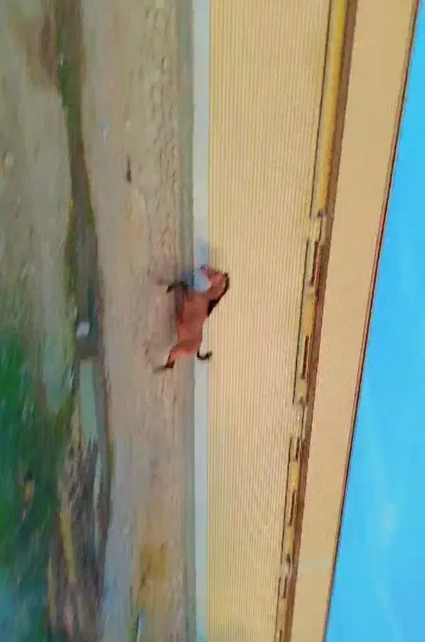 اسب درشوری|اسب و تجهیزات اسبسواری|اقلید, |دیوار