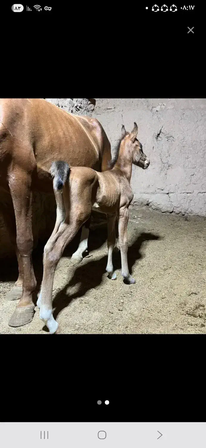 اسب مادیون و کره|اسب و تجهیزات اسب‌سواری|اردکان, |دیوار