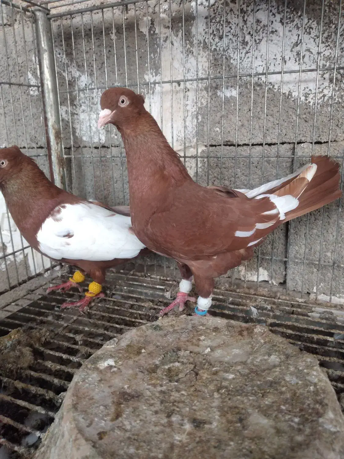 یبال سرخ|پرنده|شوشتر, |دیوار