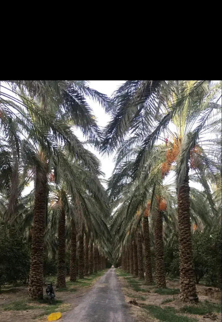 کارگر|خدمات باغبانی و درختکاری|جیرفت, |دیوار