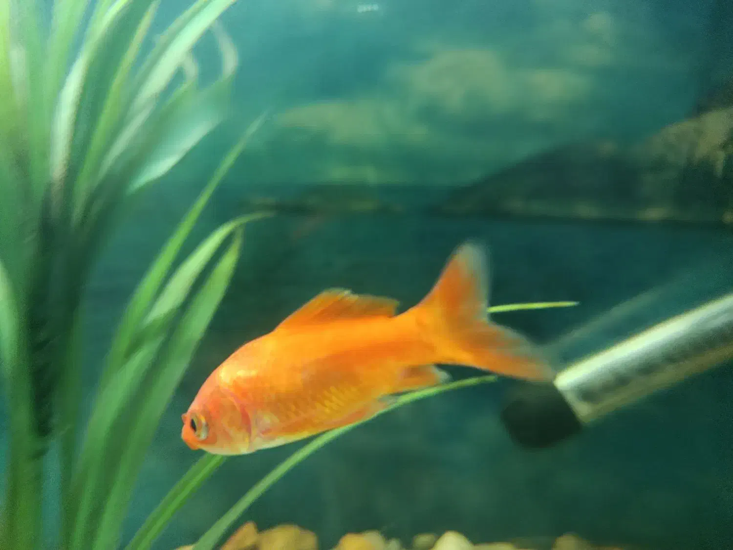 سه عدد ماهی کوی (گلی)|ماهی|مرودشت, فرهنگ|دیوار