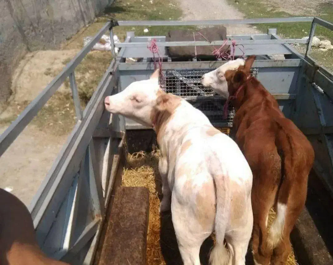 گوساله|حیوانات مزرعه|ساری, |دیوار