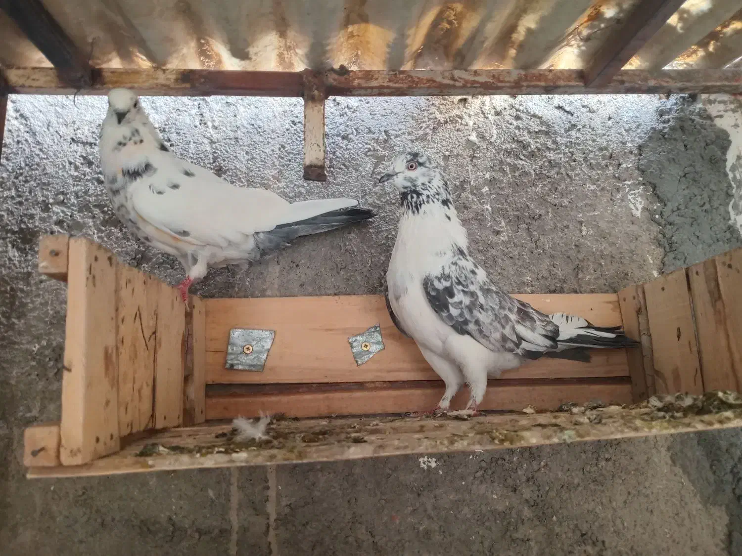 یجفت نروماده پرشی|پرنده|ساوه, |دیوار