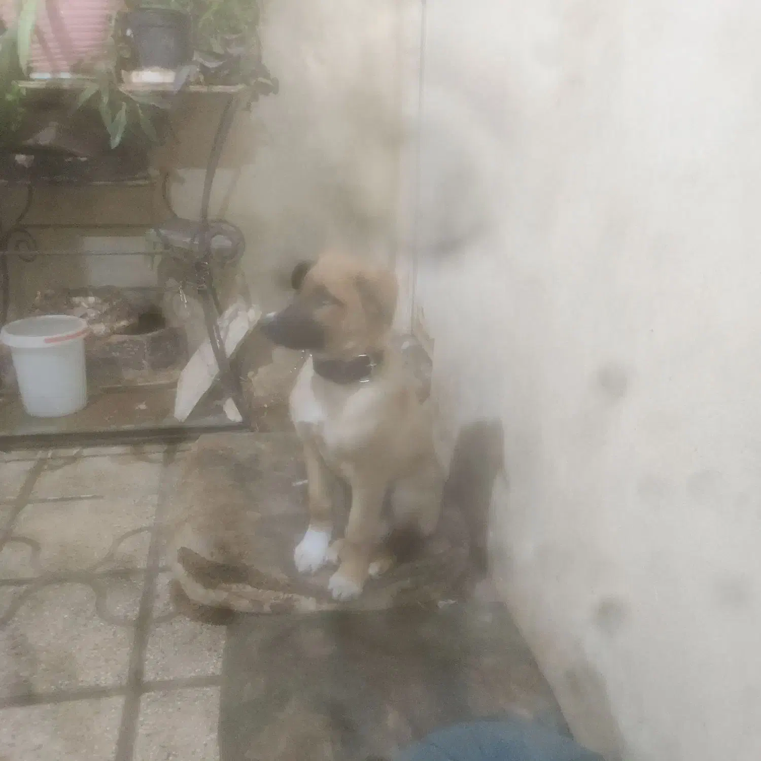 سگ. نگهبان|سگ|شیراز, بریجستون|دیوار