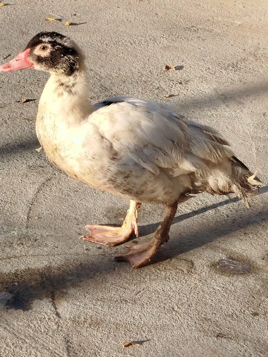 فروش فوری اوردک اسراعیلی|حیوانات مزرعه|گمیشان, |دیوار