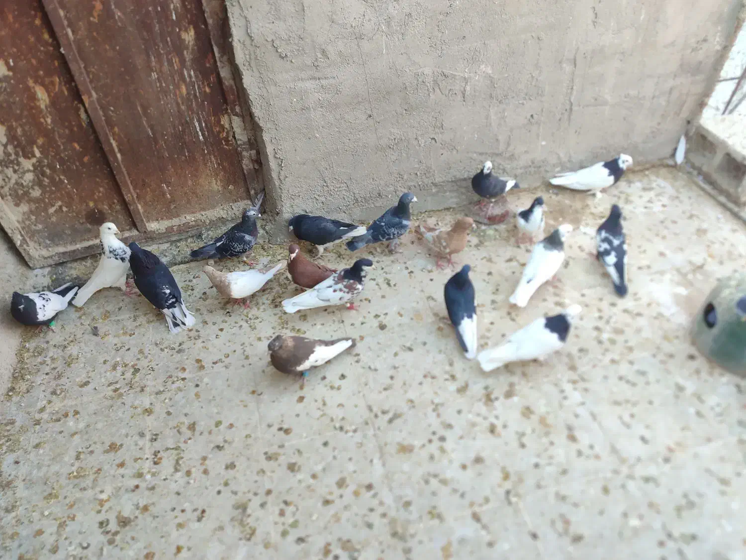 رنگی شهری پلاکی|پرنده|شیراز, جمال آباد|دیوار