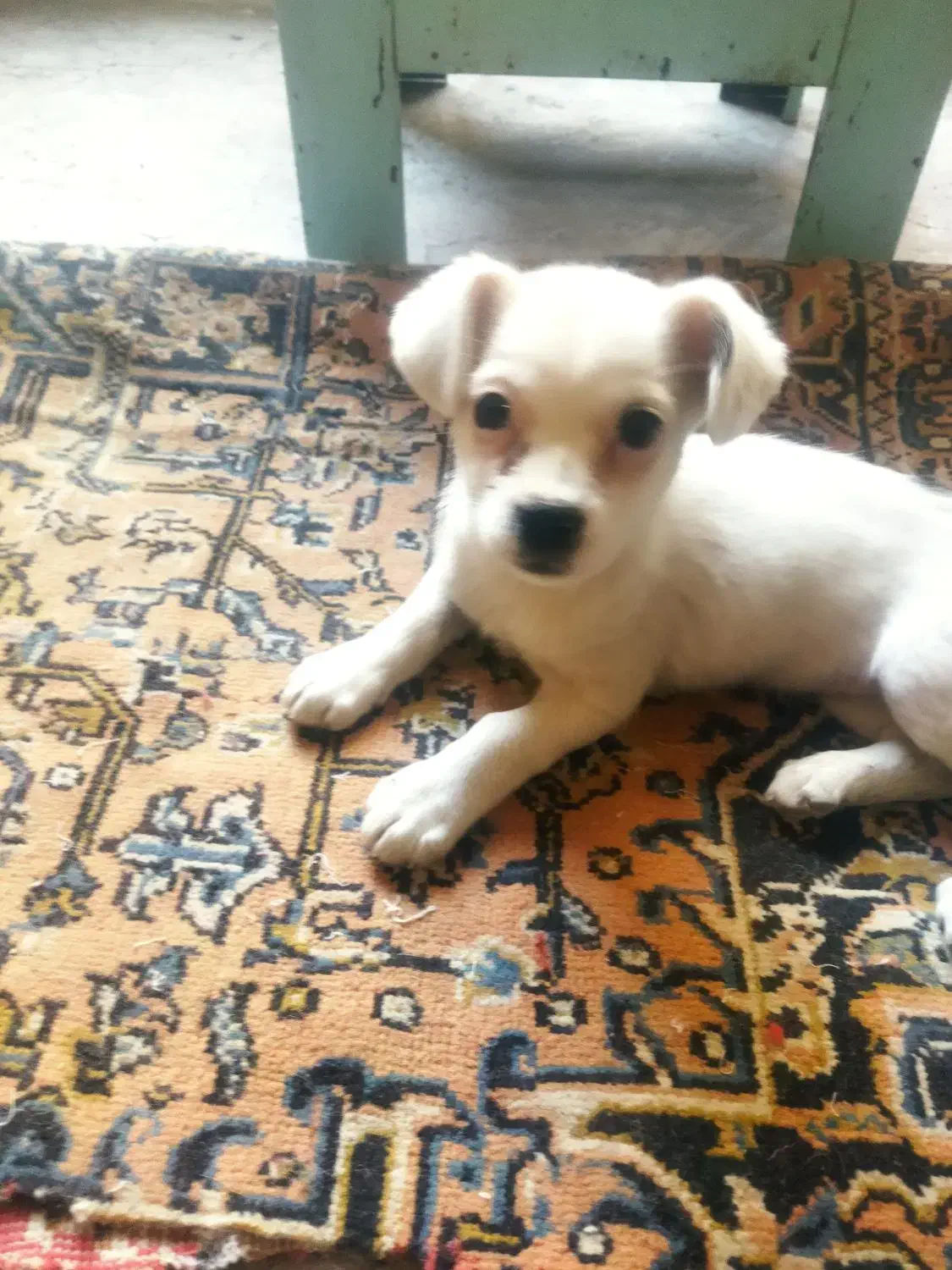 فروش توله پاکوتا|سگ|مراغه, |دیوار