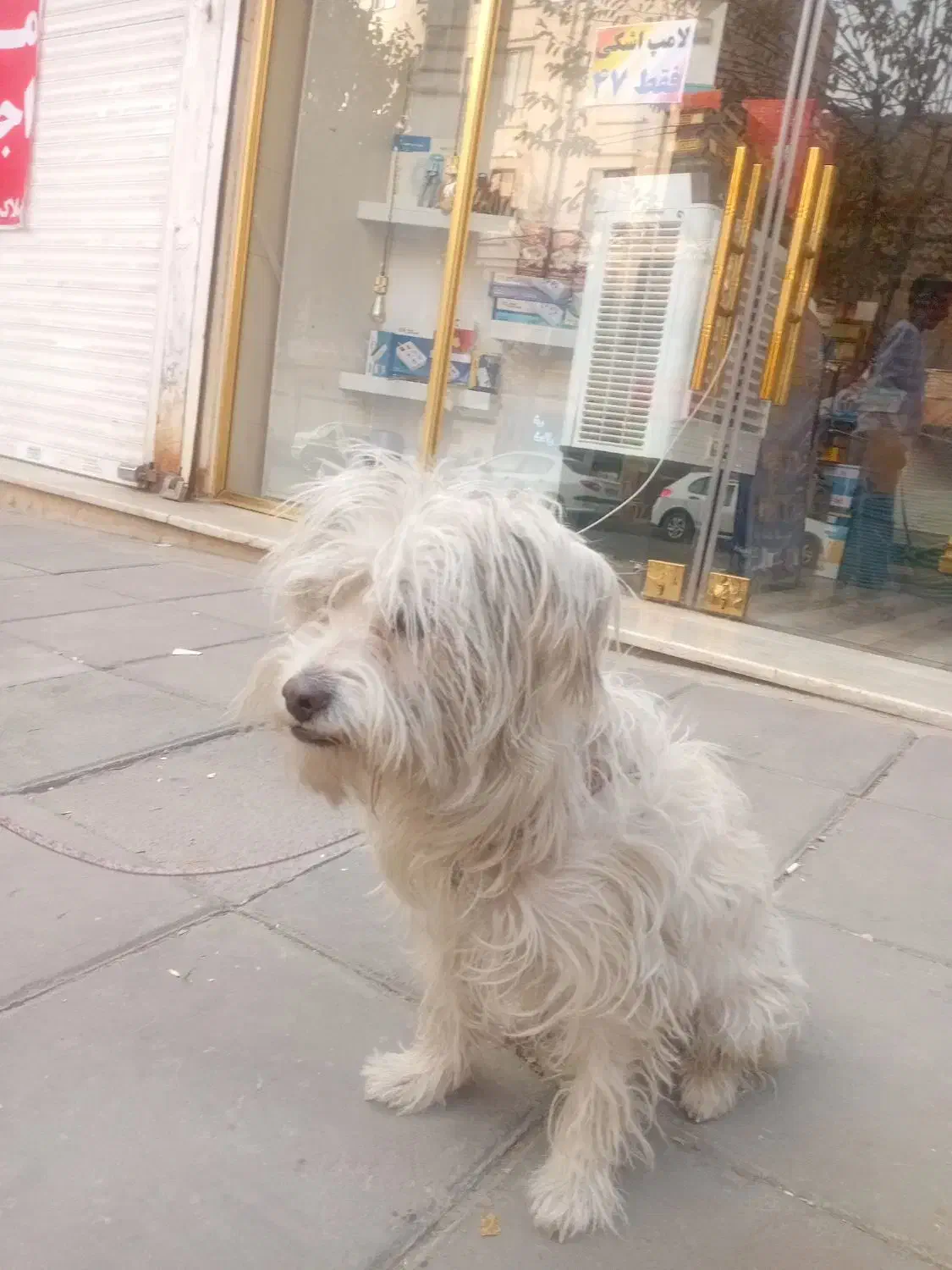 واگذاری سگ|سگ|کرج, باغستان|دیوار