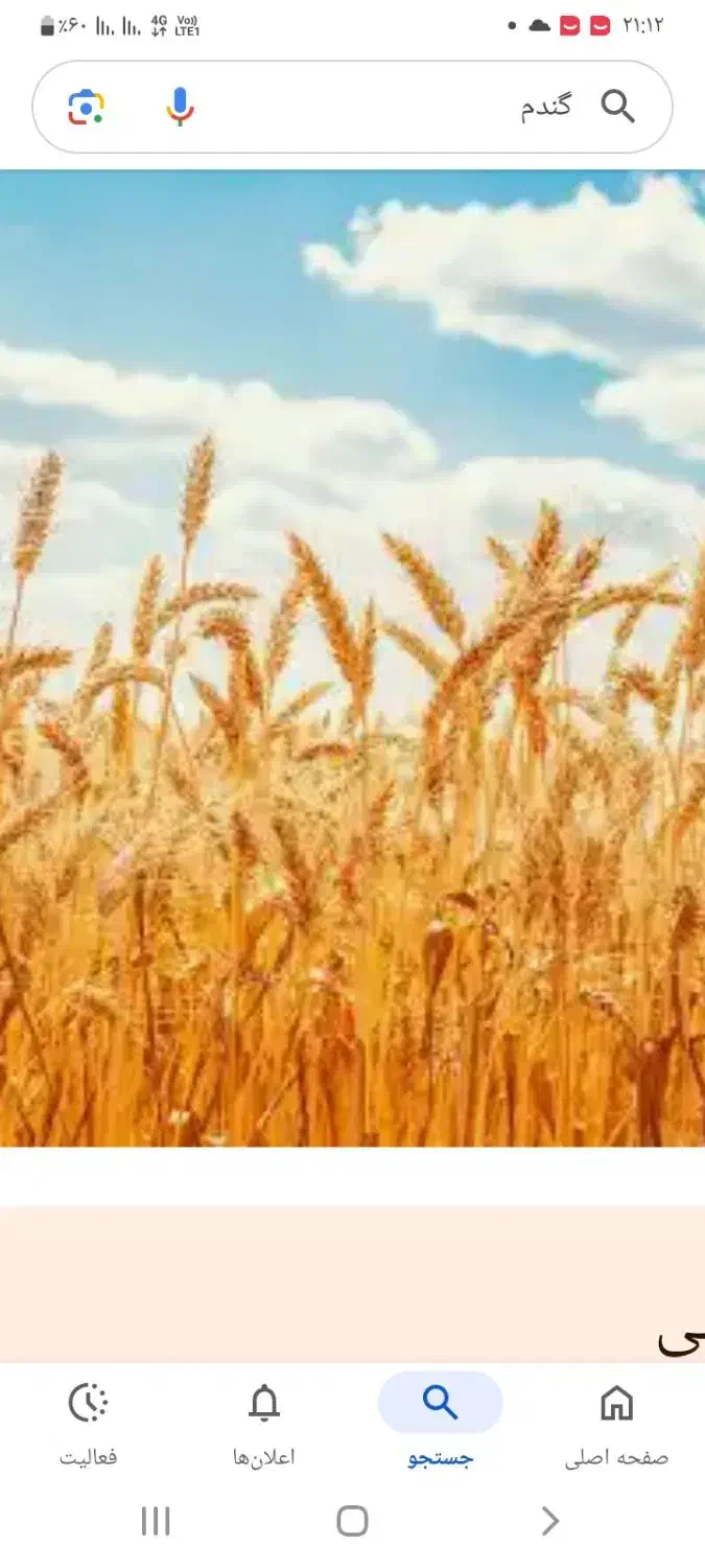 گندم دیم رقم هشترود تقریبا ۷۰۰ کیلو بوجاری شده|عمدهفروشی|خرمدره, |دیوار